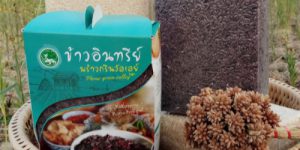 phrao_green2 phrao_green2